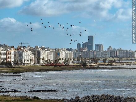 Aerial photo of birds flying over the Rio de la Plata with Trouville and Pocitos buildings and the towers of the Buceo neighborhood in the background - Department of Montevideo - URUGUAY. Photo #78893