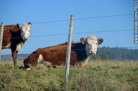 Vacas detrás de un alambrado - Fauna - IMÁGENES VARIAS. Foto No. 79221