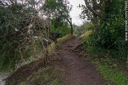 Sendero a la vera del arroyo Pan de Azúcar - Departamento de Maldonado - URUGUAY. Foto No. 79241