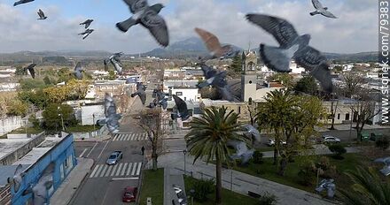 Vista aérea de palomas volando frente al drone sobre la plaza 19 de Abril - Department of Maldonado - URUGUAY. Photo #79383