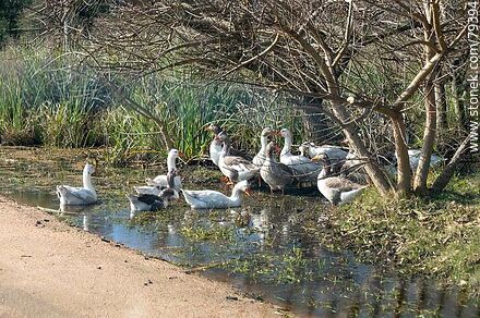 Geese in a puddle on the side of a road - Fauna - MORE IMAGES. Photo #79394