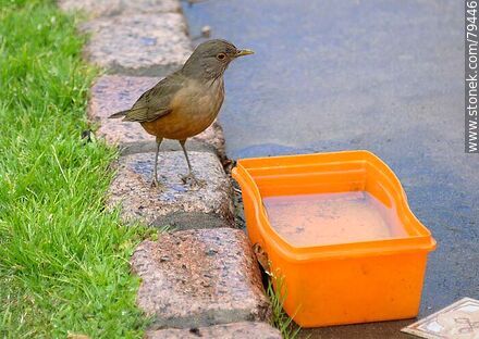 Thrush in a drinking trough - Fauna - MORE IMAGES. Photo #79446