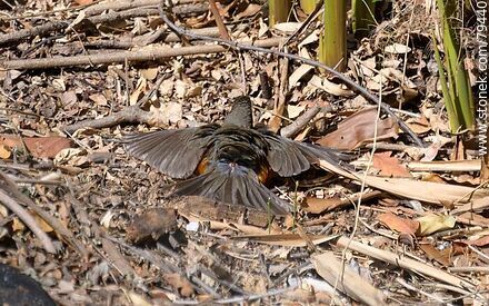 Thrush drying in the sun - Fauna - MORE IMAGES. Photo #79440