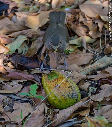 Thrush eating avocado - Fauna - MORE IMAGES. Photo #79470