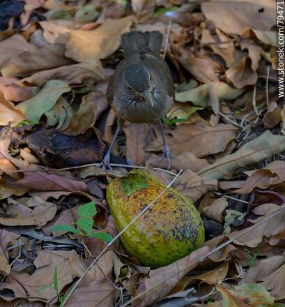 Thrush eating avocado - Fauna - MORE IMAGES. Photo #79471