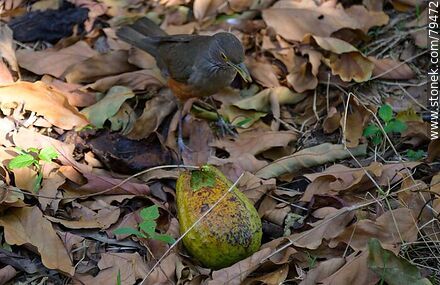 Thrush eating avocado - Fauna - MORE IMAGES. Photo #79472