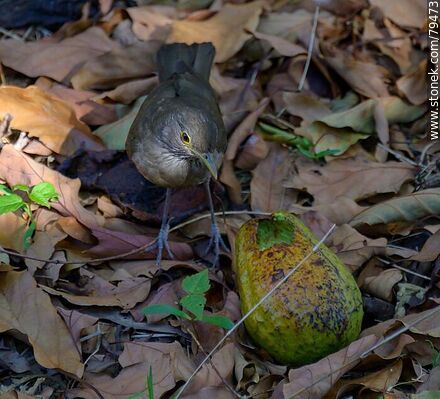 Thrush eating avocado - Fauna - MORE IMAGES. Photo #79473