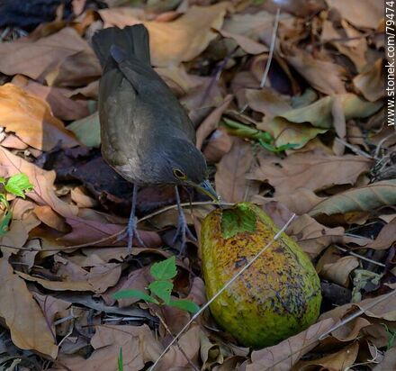 Thrush eating avocado - Fauna - MORE IMAGES. Photo #79474