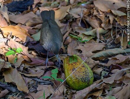 Thrush eating avocado - Fauna - MORE IMAGES. Photo #79475