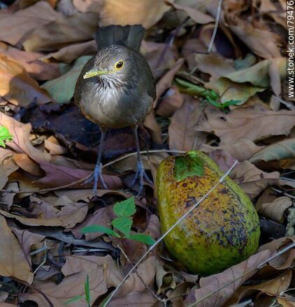 Thrush eating avocado - Fauna - MORE IMAGES. Photo #79476