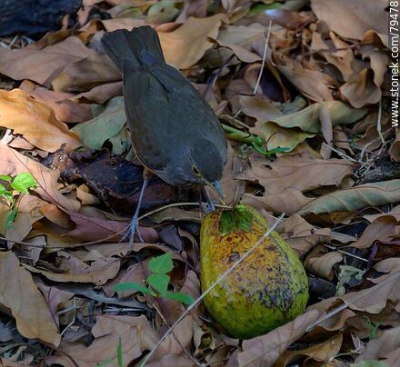 Thrush eating avocado - Fauna - MORE IMAGES. Photo #79478