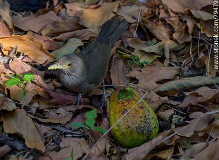 Thrush eating avocado - Fauna - MORE IMAGES. Photo #79479