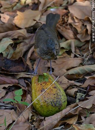 Thrush eating avocado - Fauna - MORE IMAGES. Photo #79480