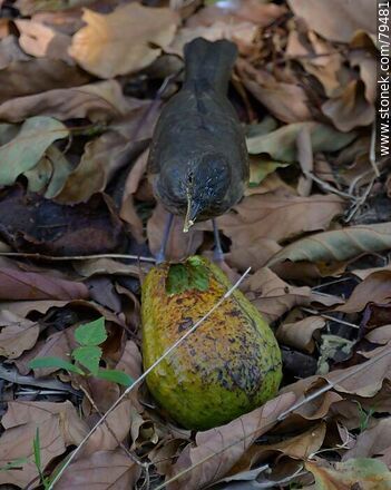Thrush eating avocado - Fauna - MORE IMAGES. Photo #79481