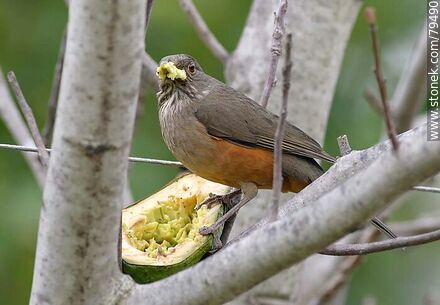 Thrush eating avocado in a tree - Fauna - MORE IMAGES. Photo #79490