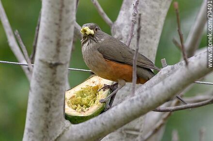 Thrush eating avocado in a tree - Fauna - MORE IMAGES. Photo #79491