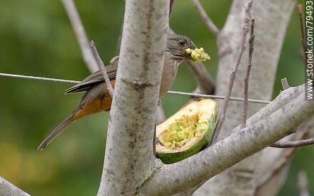 Thrush eating avocado in a tree - Fauna - MORE IMAGES. Photo #79493