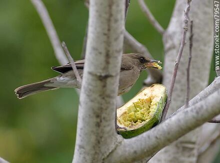 Female Creamy-bellied thrush (Turdus amaurochalinus)  eating avocado - Fauna - MORE IMAGES. Photo #79547