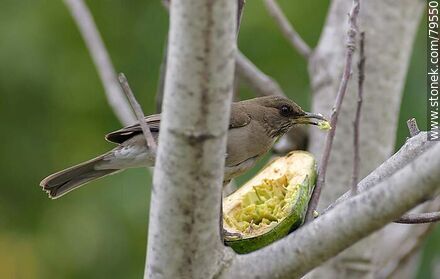 Sabiá hembra comiendo palta - Fauna - IMÁGENES VARIAS. Foto No. 79550