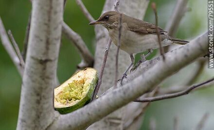 Female Creamy-bellied thrush (Turdus amaurochalinus)  eating avocado - Fauna - MORE IMAGES. Photo #79551