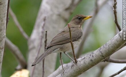 Sabiá macho - Fauna - IMÁGENES VARIAS. Foto No. 79510