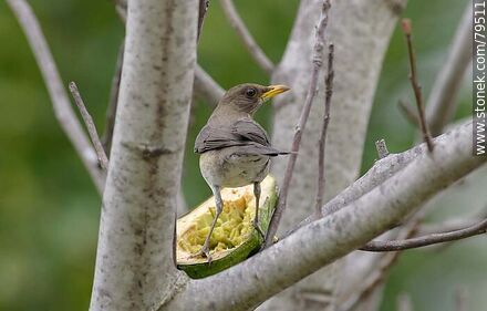 Male Creamy-bellied thrush (Turdus amaurochalinus) eating avocado - Fauna - MORE IMAGES. Photo #79511