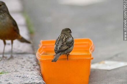 Sparrow - Fauna - MORE IMAGES. Photo #79512