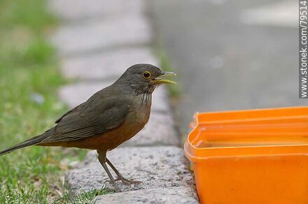 Thrush for drinking water and/or taking a bath - Fauna - MORE IMAGES. Photo #79514
