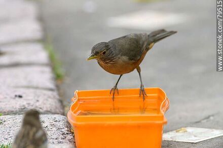 Thrush for drinking water and/or taking a bath - Fauna - MORE IMAGES. Photo #79515