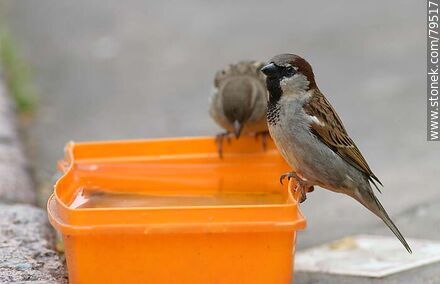 Sparrow house in a bucket of water - Fauna - MORE IMAGES. Photo #79517