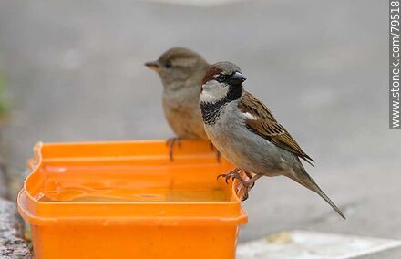 Sparrow house in a bucket of water - Fauna - MORE IMAGES. Photo #79518