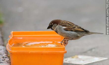 Sparrow drinking water - Fauna - MORE IMAGES. Photo #79519
