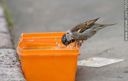 Sparrow washing its face - Fauna - MORE IMAGES. Photo #79520