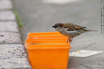Sparrow drinking water - Fauna - MORE IMAGES. Photo #79522