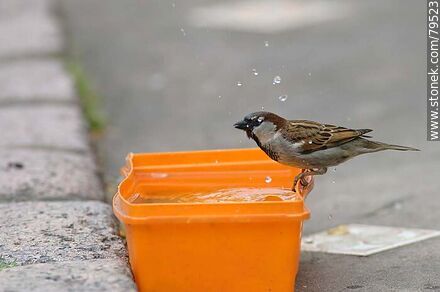 Sparrow drinking water - Fauna - MORE IMAGES. Photo #79523