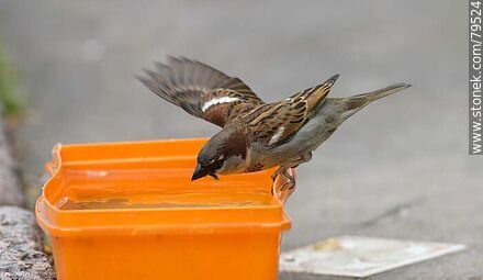 Sparrow drinking water - Fauna - MORE IMAGES. Photo #79524