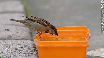Sparrow drinking water - Fauna - MORE IMAGES. Photo #79525