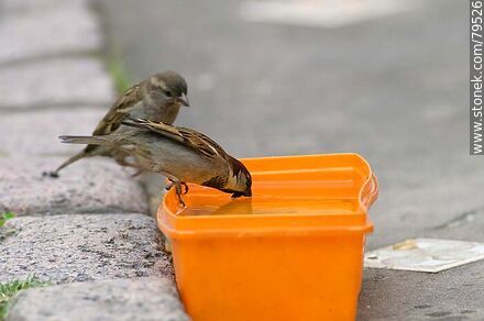 House sparrows drinking water - Fauna - MORE IMAGES. Photo #79526