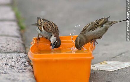 House sparrows drinking water - Fauna - MORE IMAGES. Photo #79529
