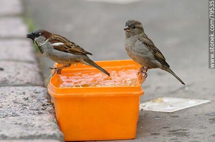House sparrows drinking water - Fauna - MORE IMAGES. Photo #79535
