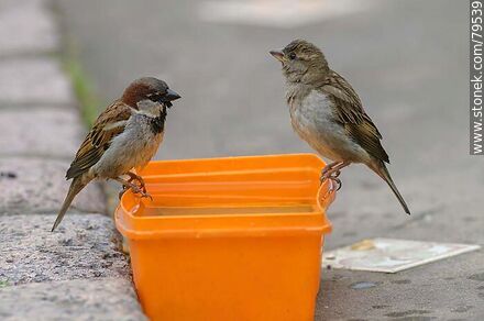 House sparrows drinking water - Fauna - MORE IMAGES. Photo #79539