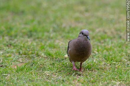 Woodpigeon - Fauna - MORE IMAGES. Photo #79562