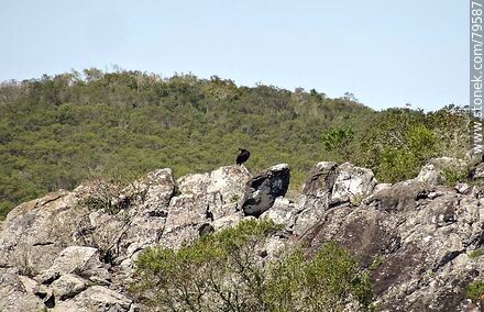 Cuervo on the rocks - Department of Treinta y Tres - URUGUAY. Photo #79587