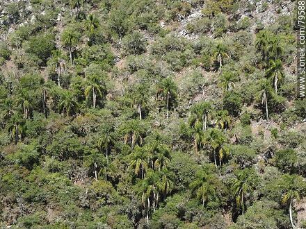 Bosque de palmeras - Departamento de Treinta y Tres - URUGUAY. Foto No. 79588