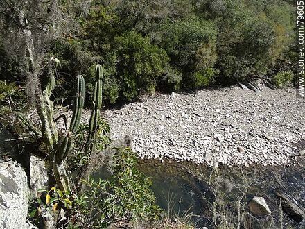 Yerbal Chico Creek - Department of Treinta y Tres - URUGUAY. Photo #79605