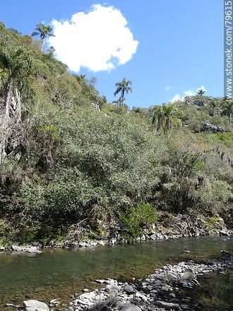 Yerbal Chico Creek - Department of Treinta y Tres - URUGUAY. Photo #79615