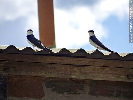 Swallows - Department of Treinta y Tres - URUGUAY. Photo #79582