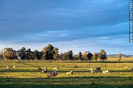 Flock of sheep - Department of Treinta y Tres - URUGUAY. Photo #79657