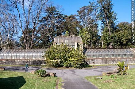 Greenhouse. Botanical Garden - Department of Montevideo - URUGUAY. Photo #79900