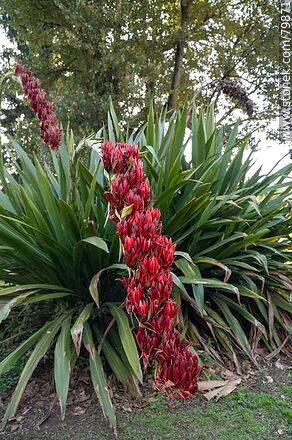 Doryanthes excelsa. Botanical Garden - Department of Montevideo - URUGUAY. Photo #79871